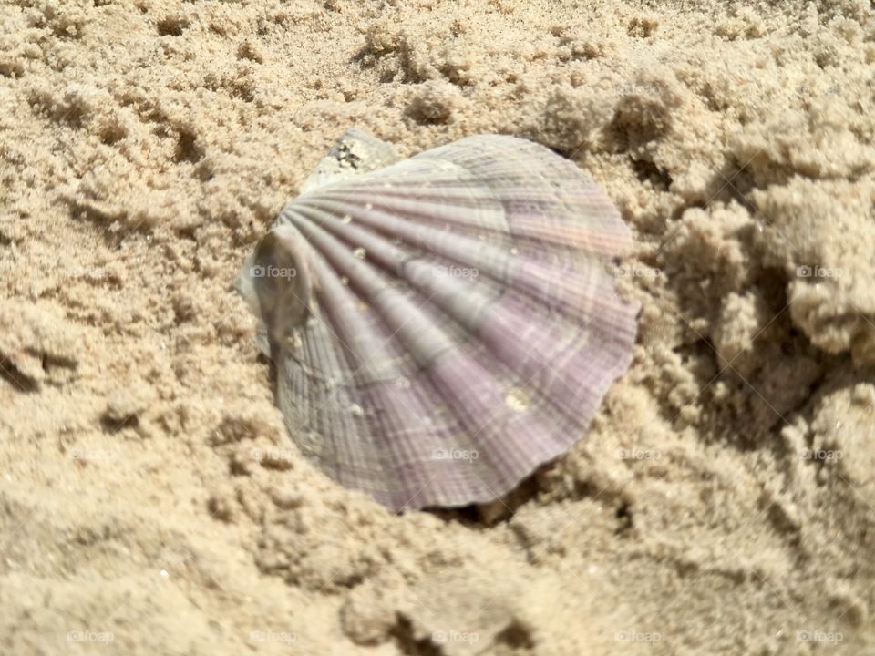 Single scallop seashell in the sand