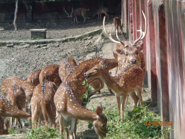 PHOTOGRAPHY of DEERs