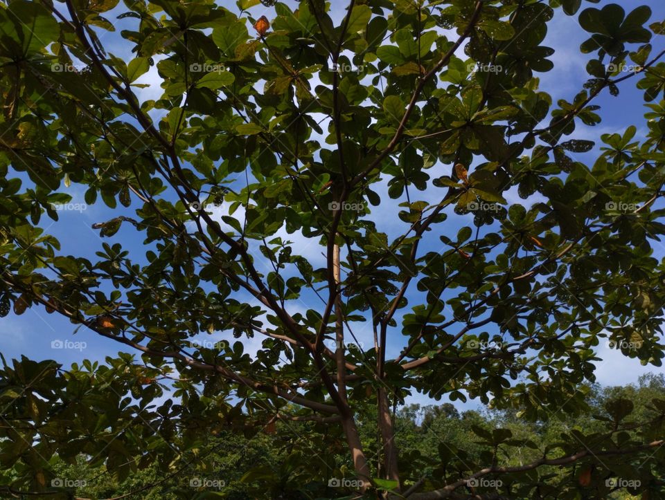 Ketapang tree