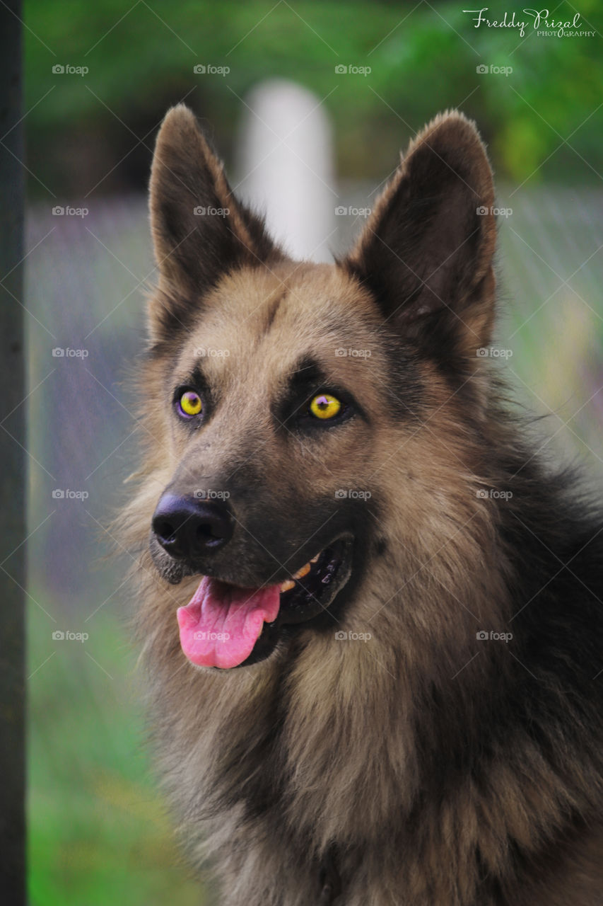 Very active German Shepherd.