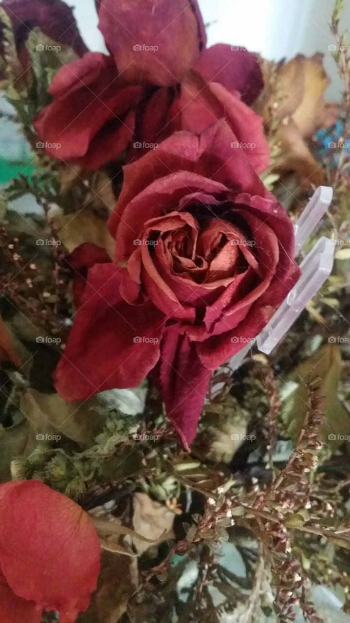 dried flowera