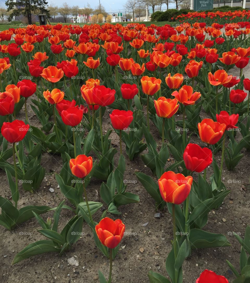 Garden of red tulips at Rock and Roll Hall of Fame