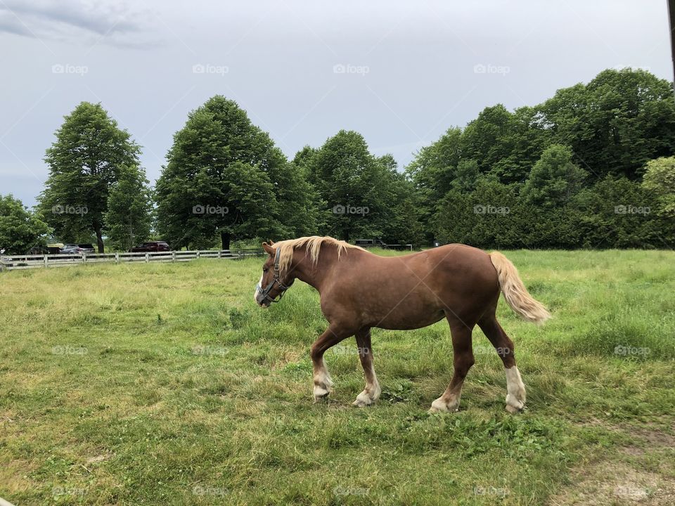 Foap Com Horse At The Farm Door County Wi Stock Photo By