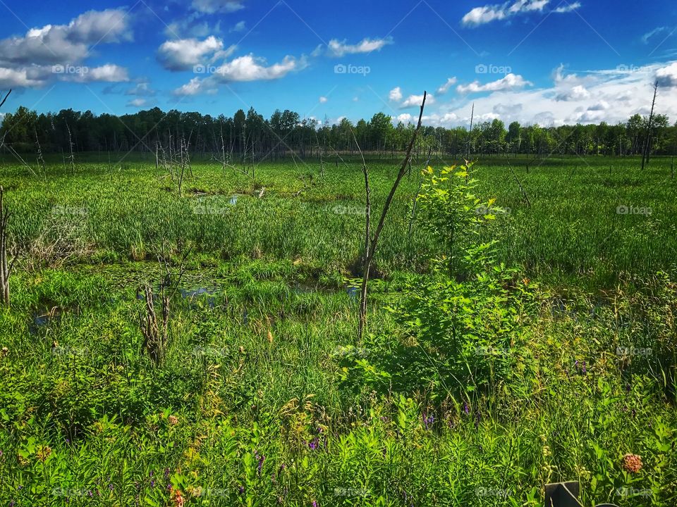 Maine bog