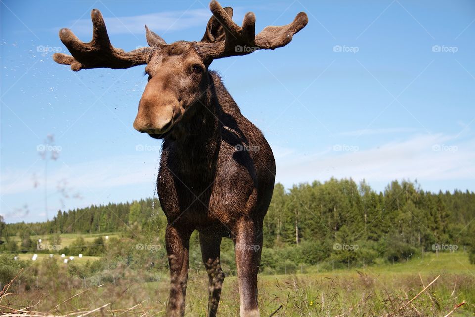 Close-up of a moose