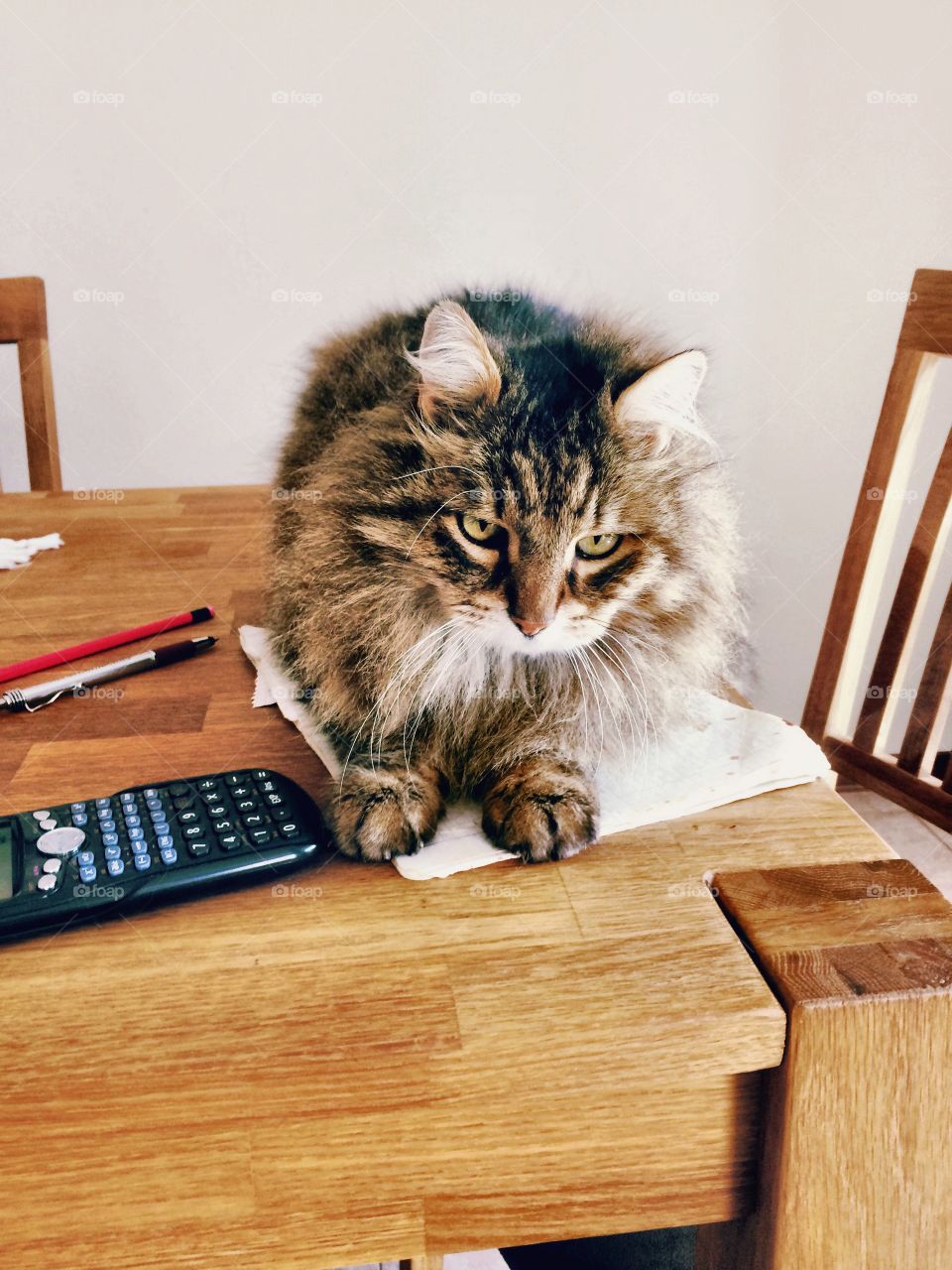 Tabby cat on wooden table