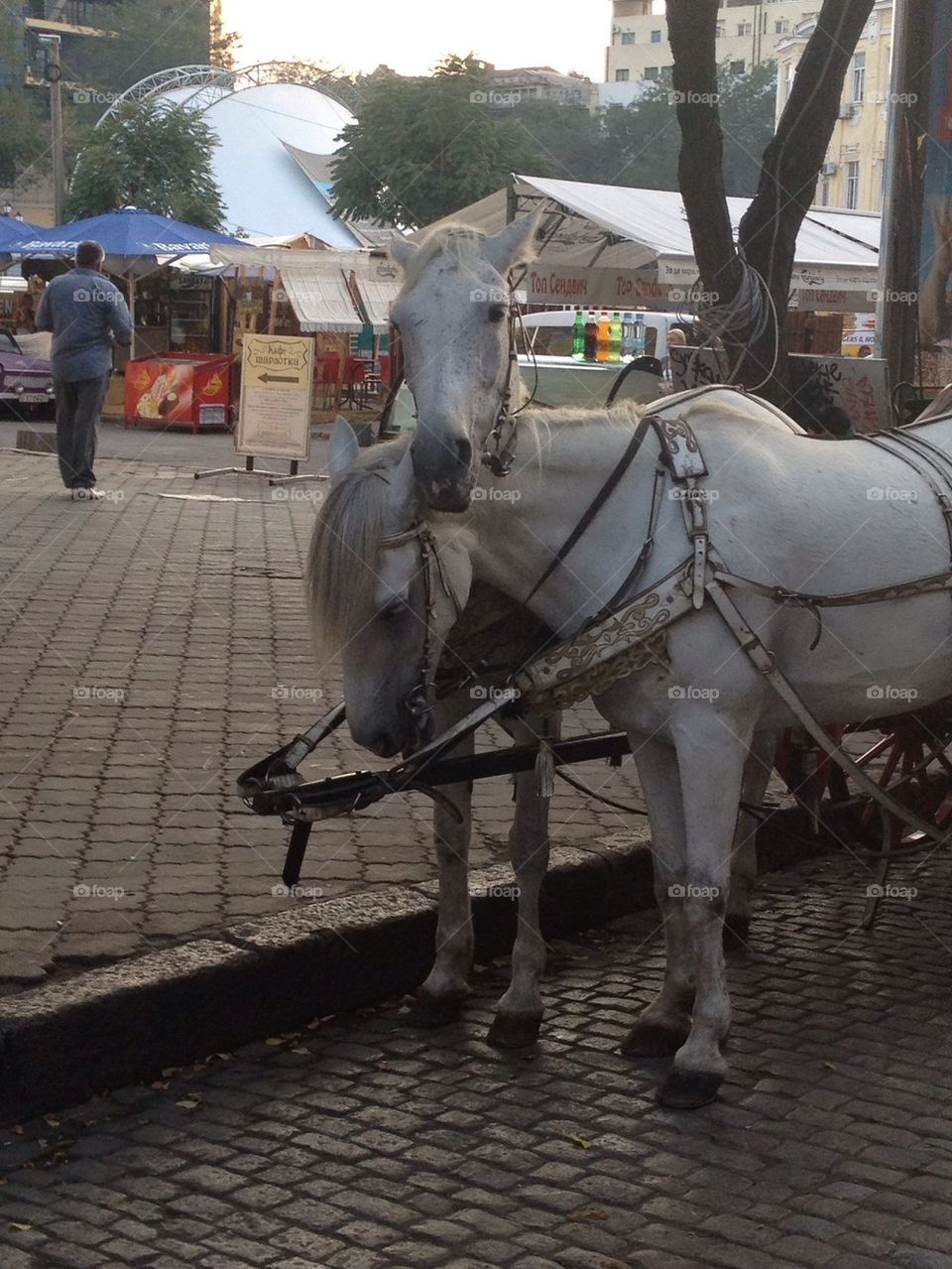 city horses ukraine 16 by safonkina