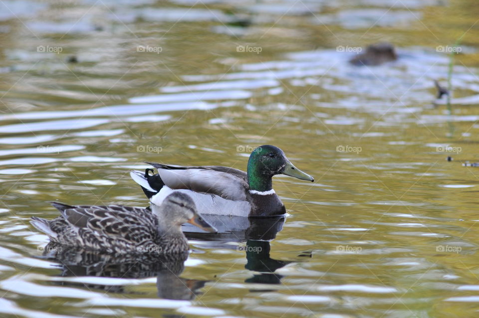 Mallard ducks