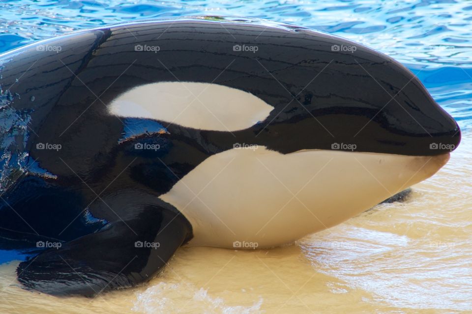 Orca