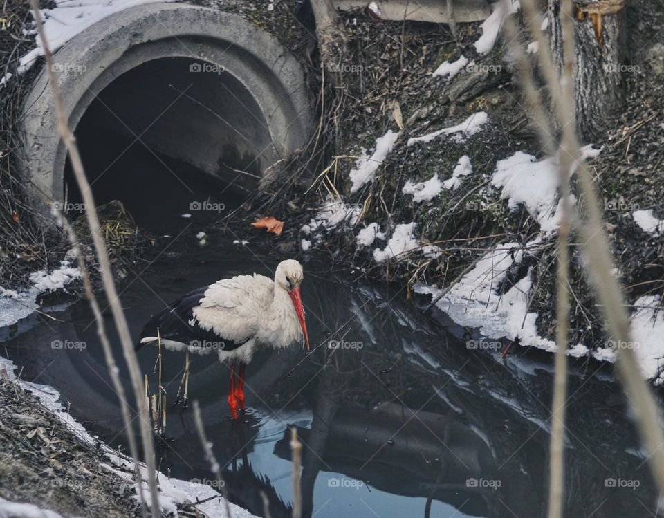 stork fishing in the sewer