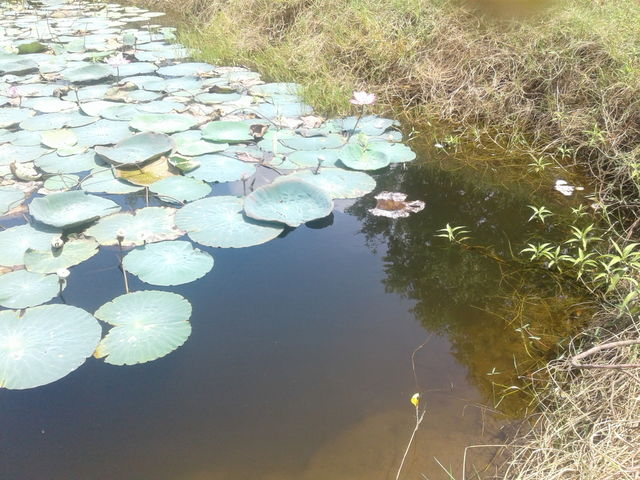 nature