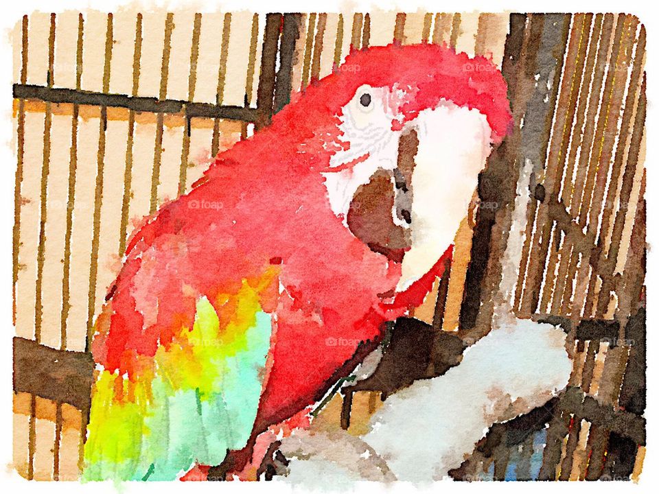Macaw in Watercolor