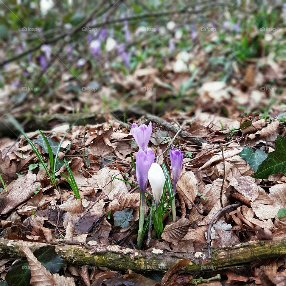 violet safran flowers in the woods