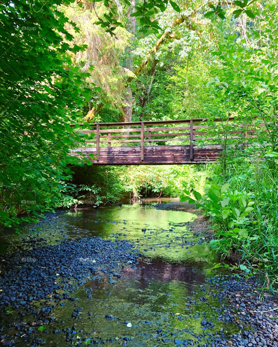Monet’s inspiration?  Riverbed under the bridge.