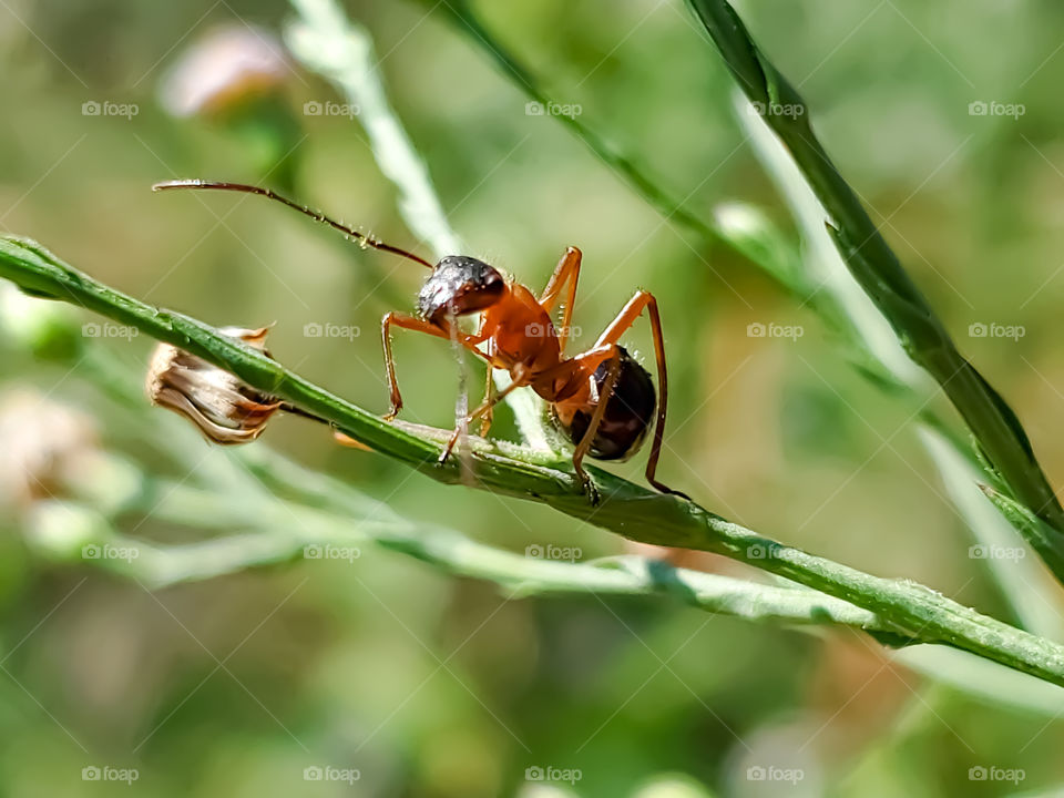 Alydidae, commonly known as broad-headed bugs.