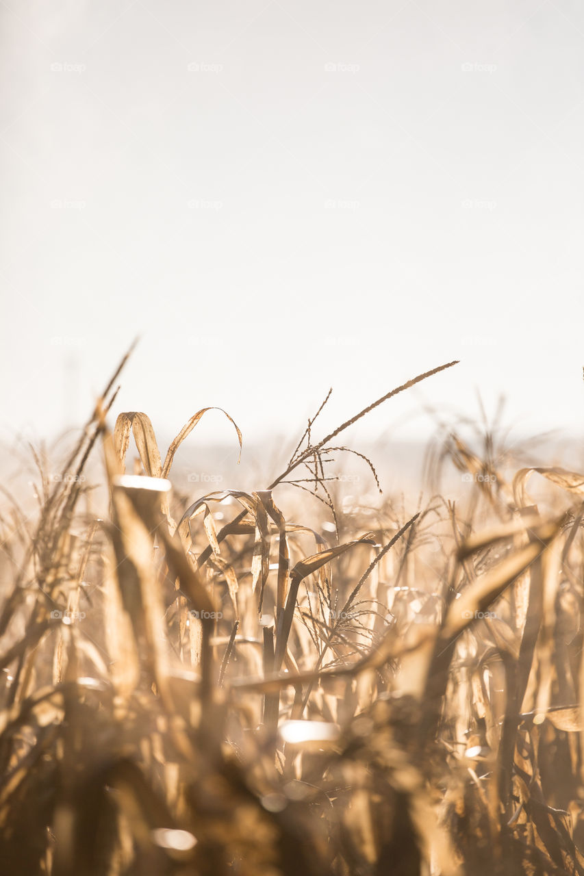 Image of dry corn field ready for harvest on a cold winter's morning with hazy skies.