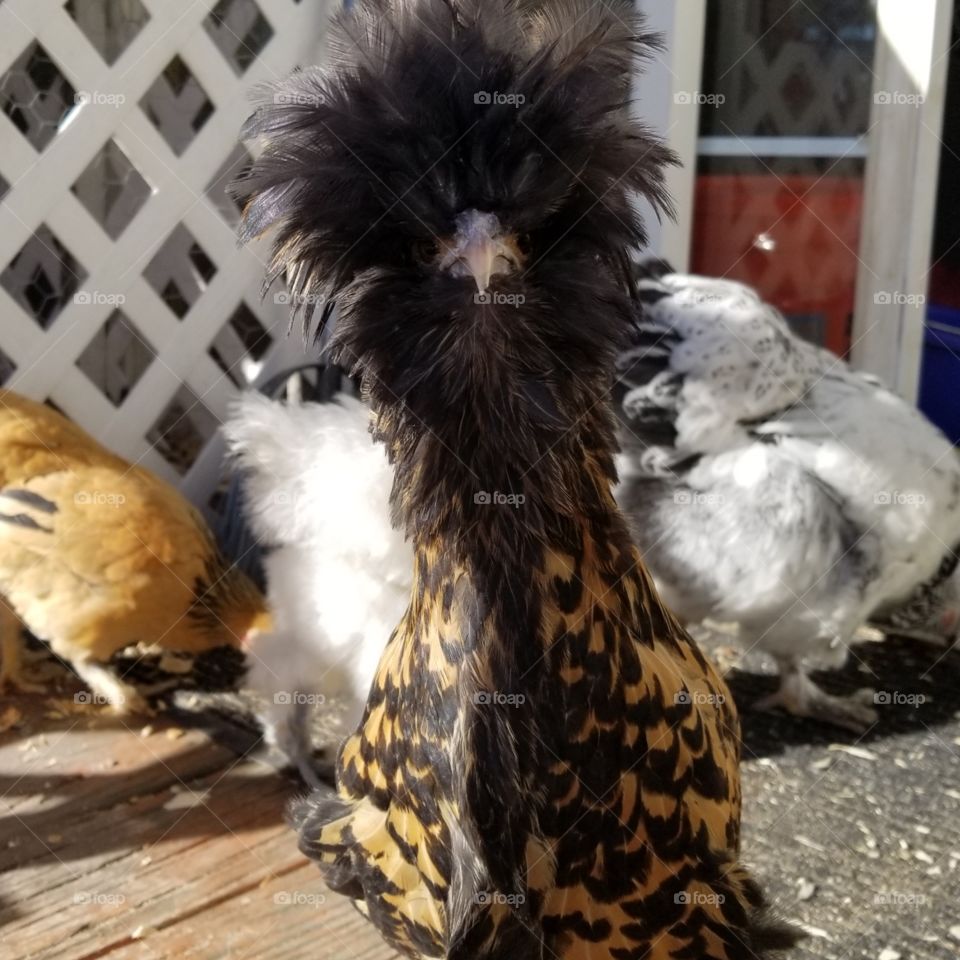 fancy chicken hair
