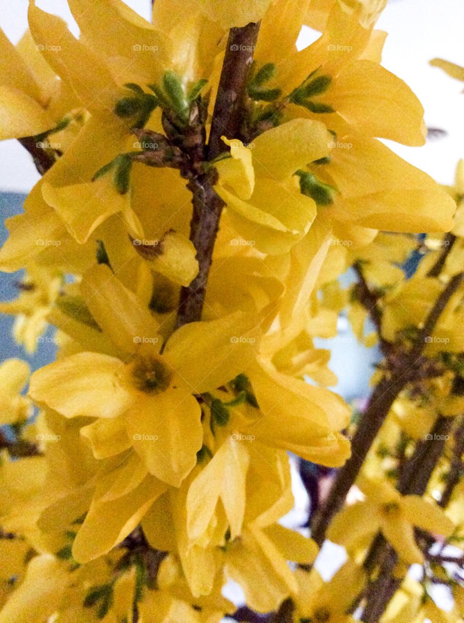 Yellow blossoms 