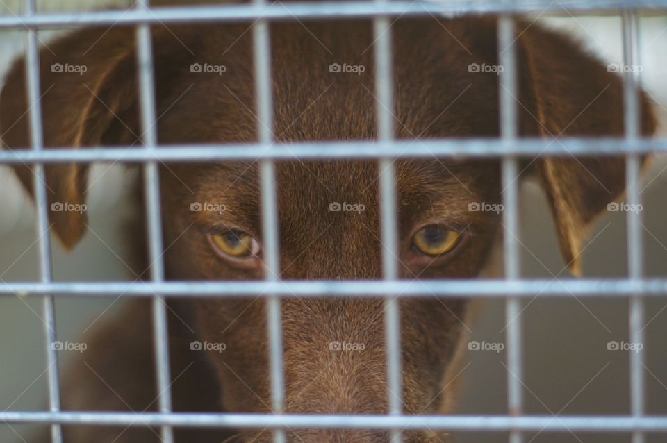 Street dog, puppy trapped in a cage, hopelessness