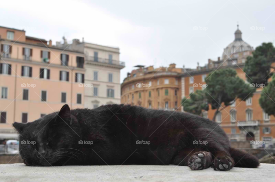 italy cat rome black cat by micheled312
