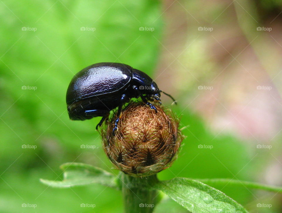 Black Beetle. Black sphere on a Boll 