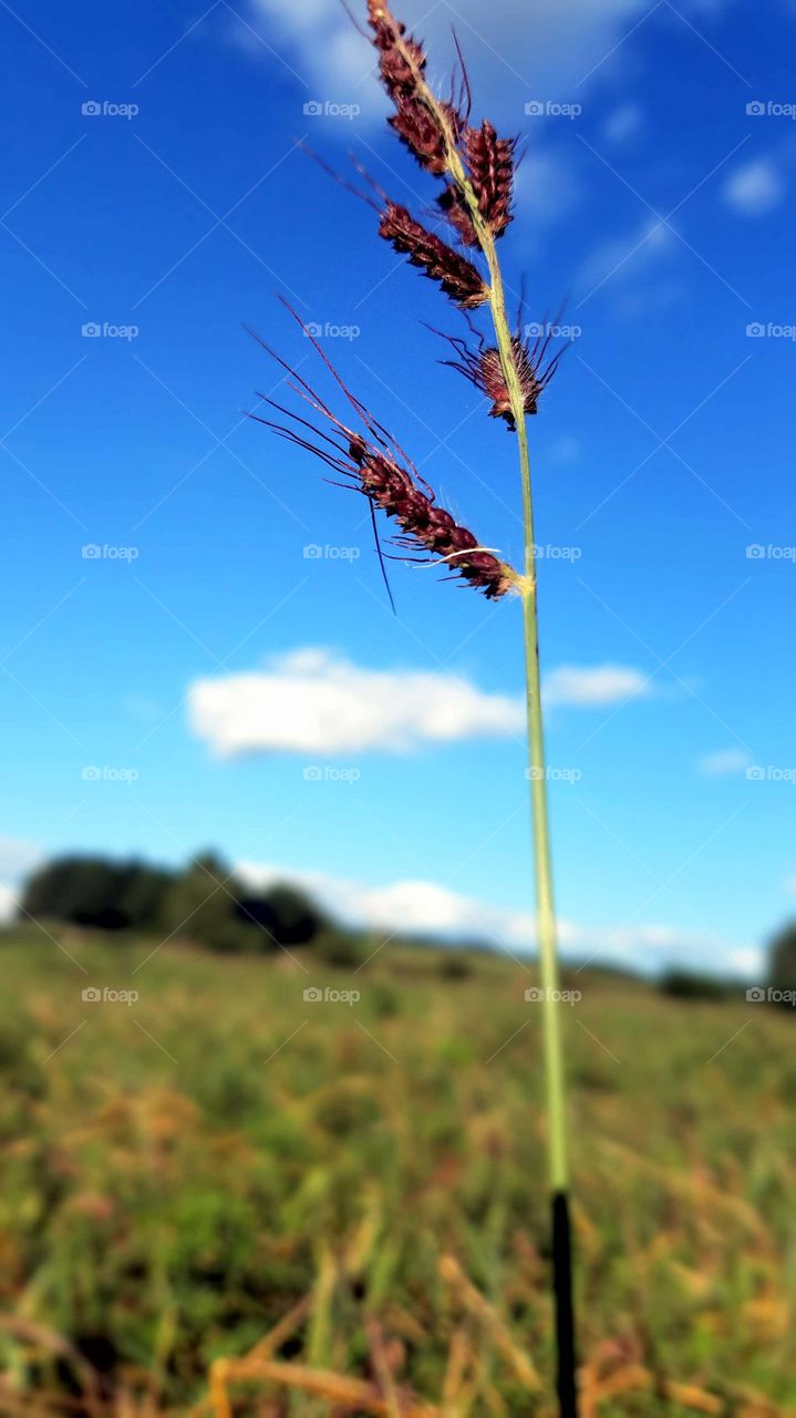 Nature, No Person, Field, Outdoors, Summer