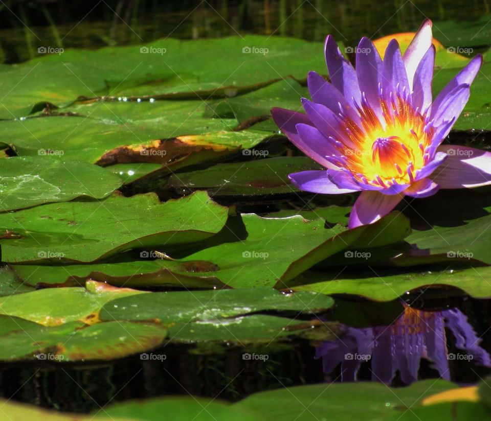 Purple water lilies 
