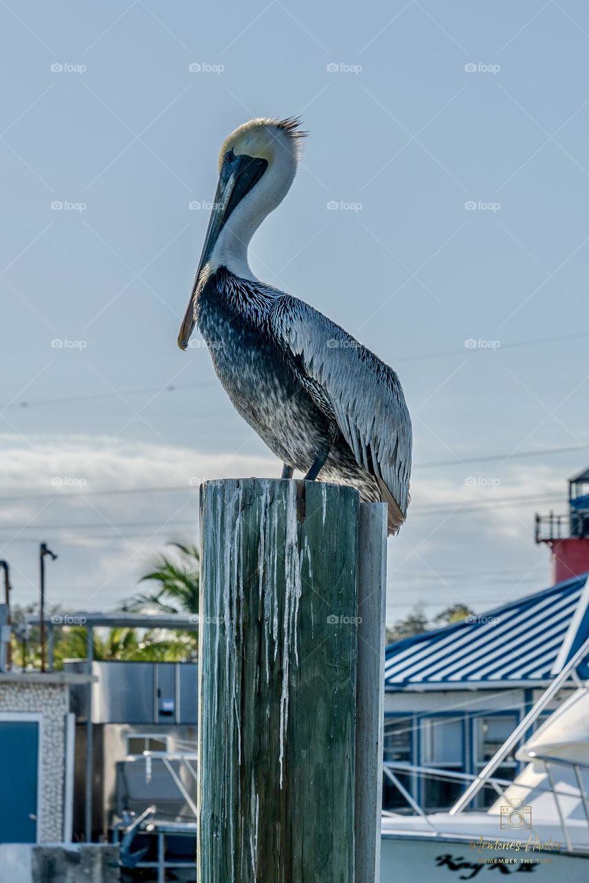 Pelican 