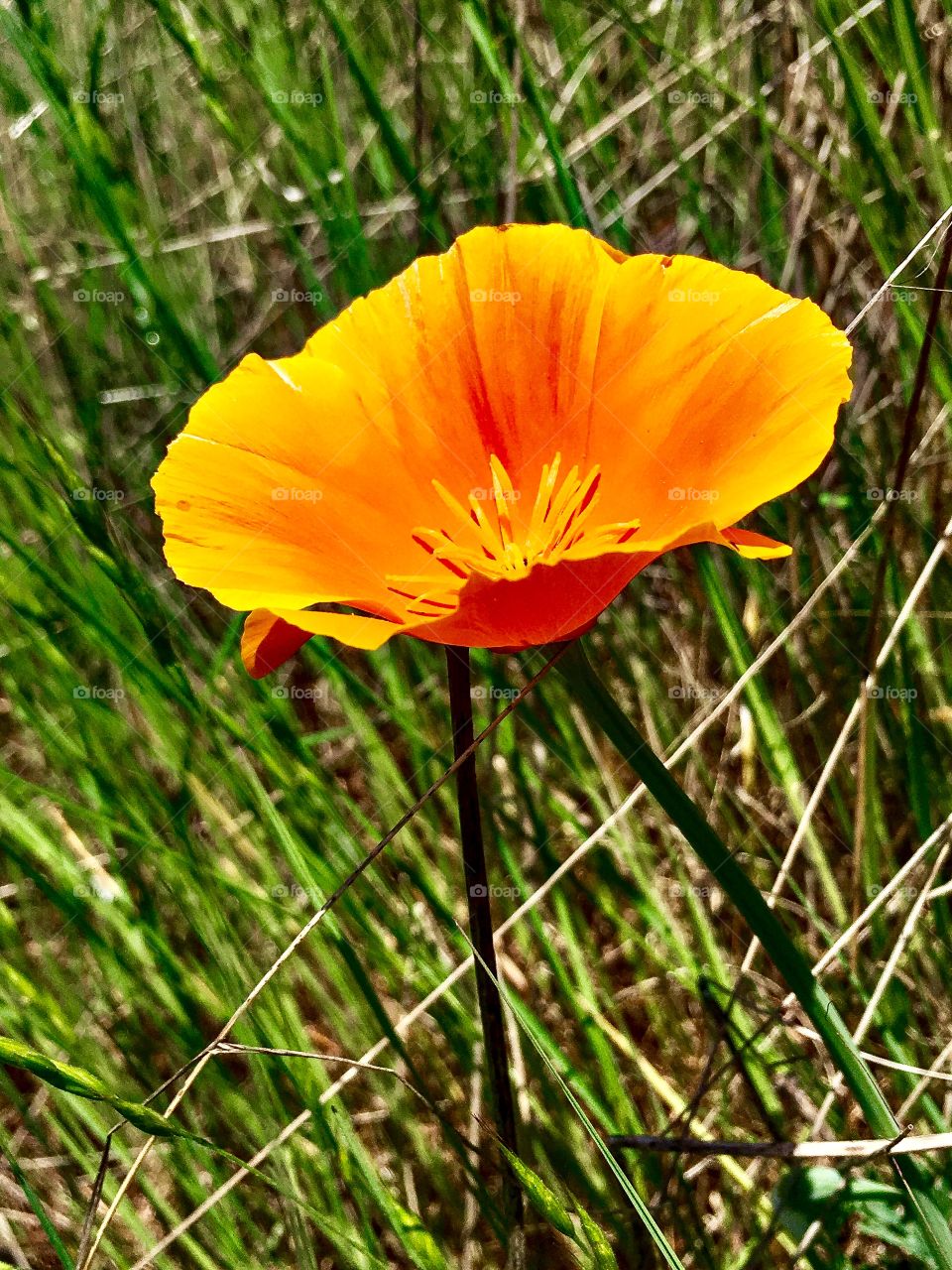 Cali Poppy