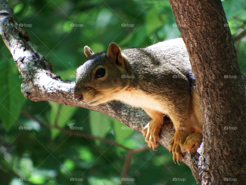 Closeup of squirrel in a tree. A happy squirrel in a tree looking right at the camera.
