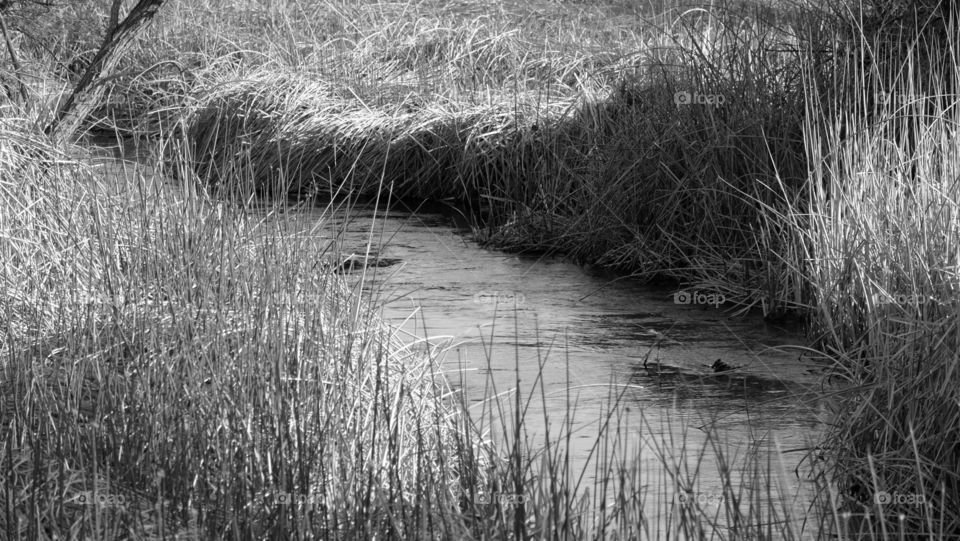 Monochromatic landscape shot of a river flowing through reeds