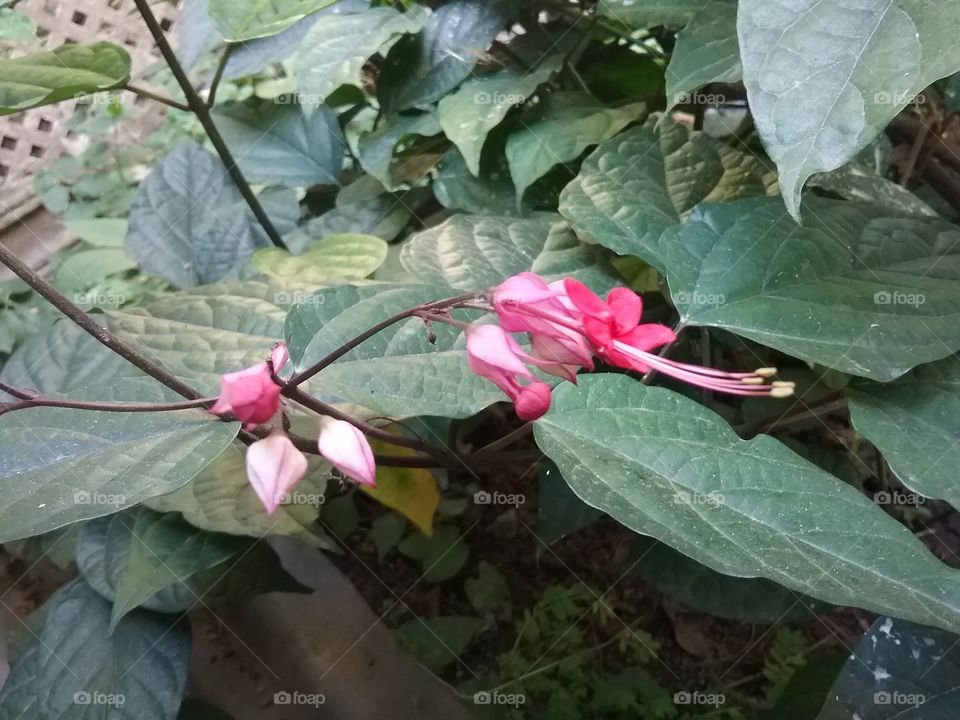 Flower, Flora, Nature, Leaf, Garden