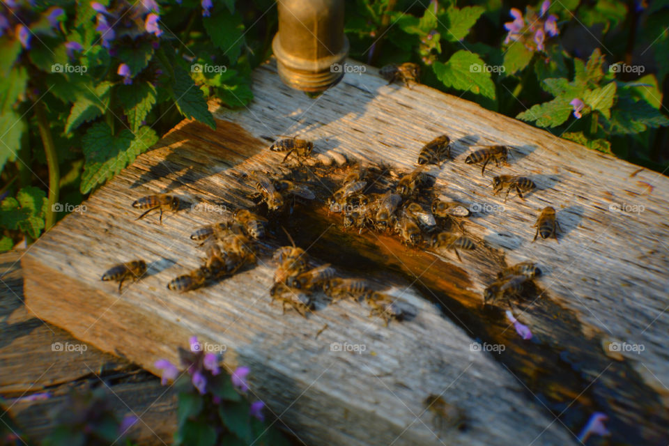 Пчëлы
Bees
