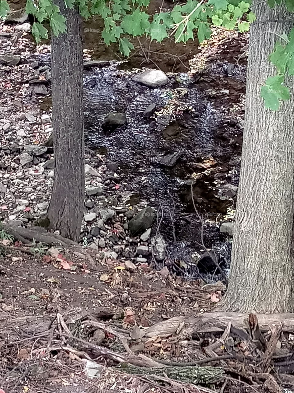 A stream in the woods