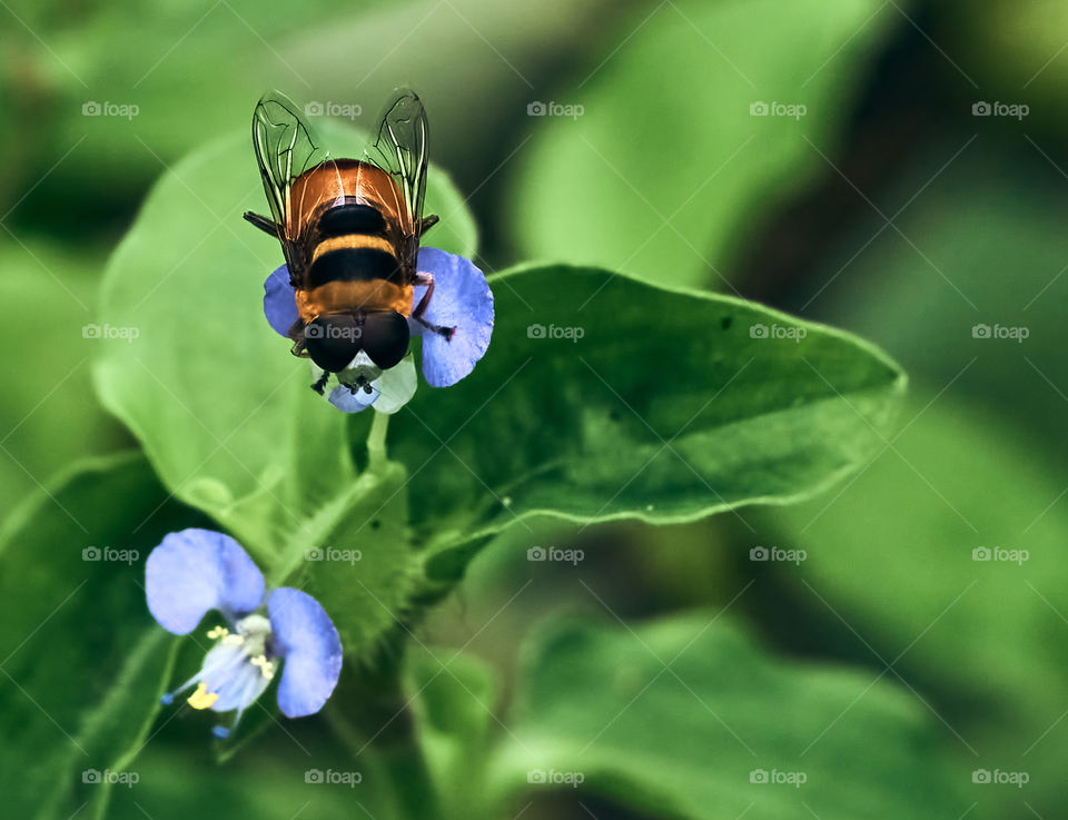Asiatic day flower  - honey bee