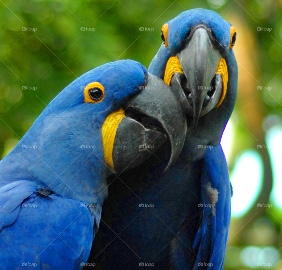 birds love cute friends by lightanddrawing