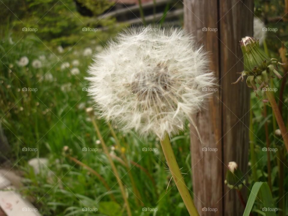 Dandelion