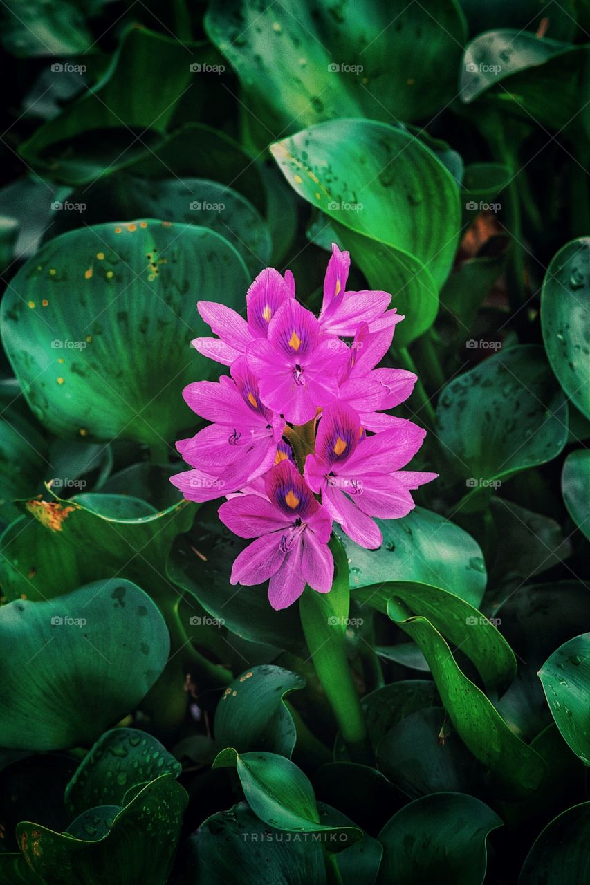 flowers that live in Rawapening Jawatengah Indonesia lake