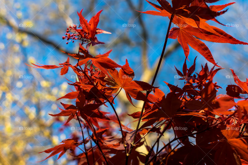 Japanese Maple