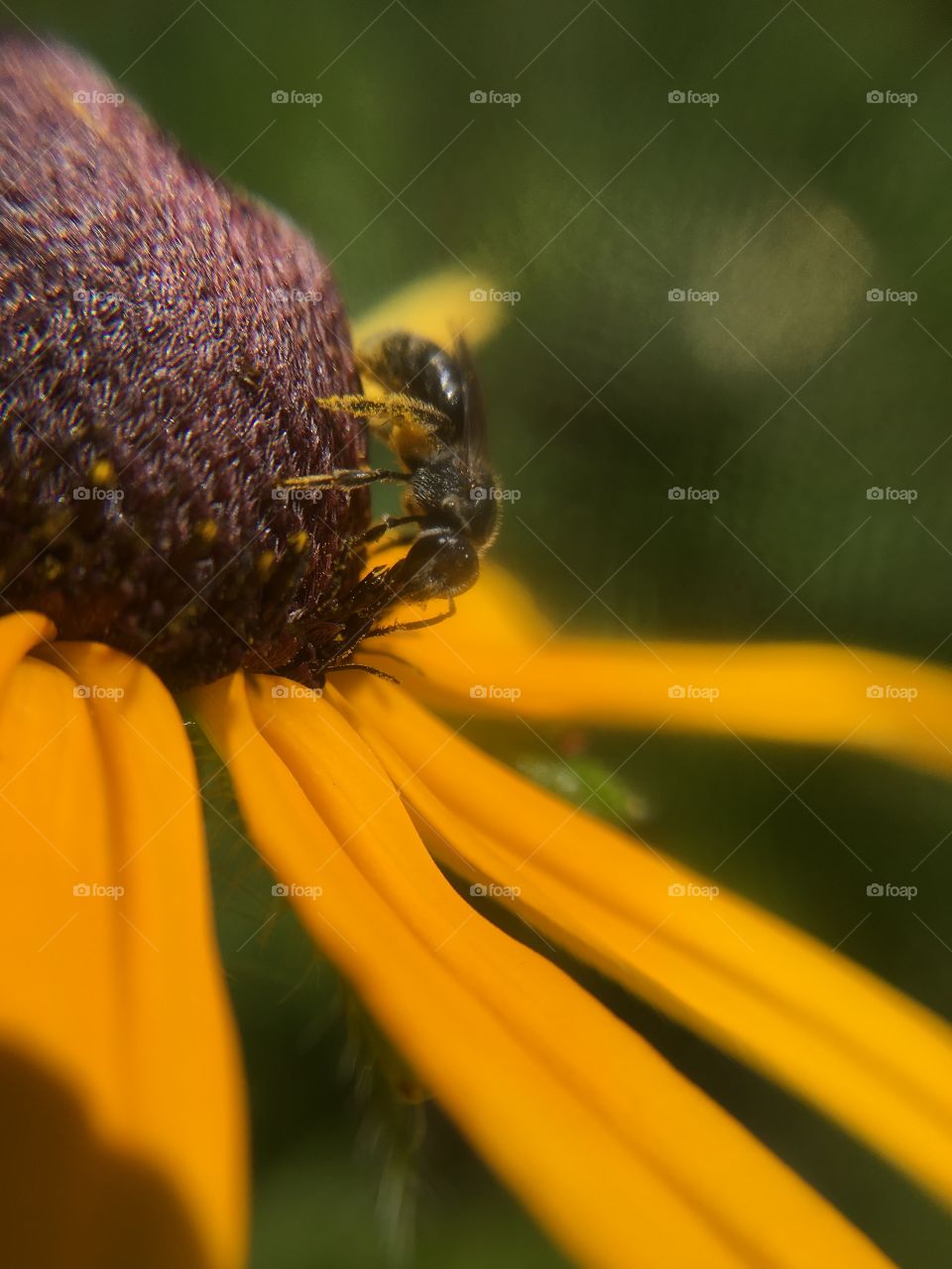 Small insect on flower