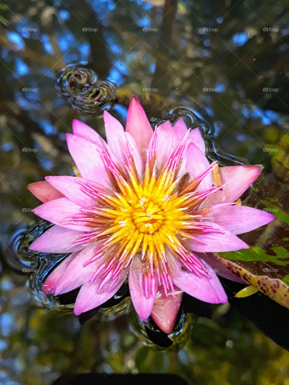 Beautiful Lotus flower