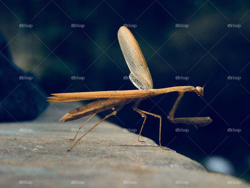 An insect is not really bad but it’s beautiful 😍