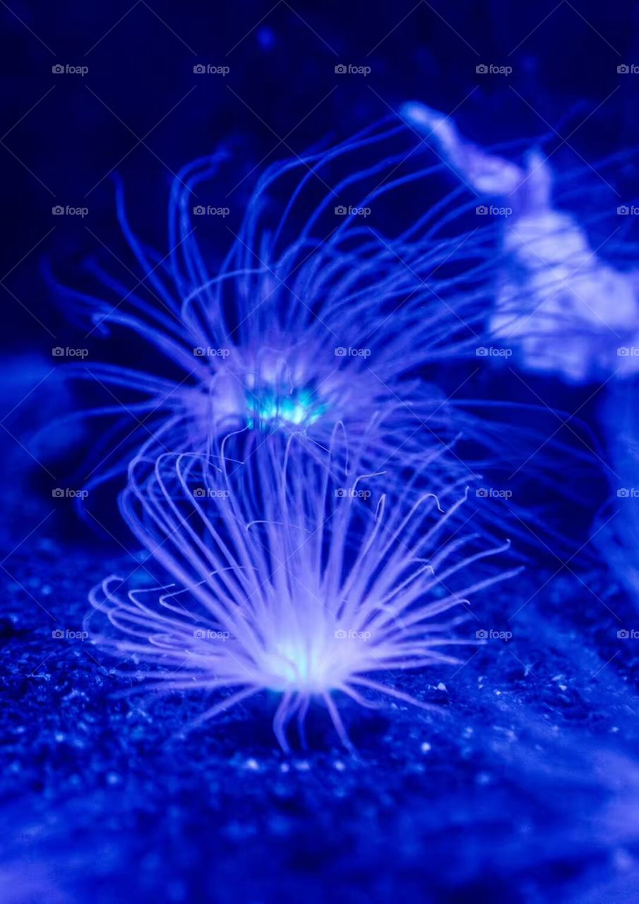 Underwater, No Person, Invertebrate, Coral, Fireworks