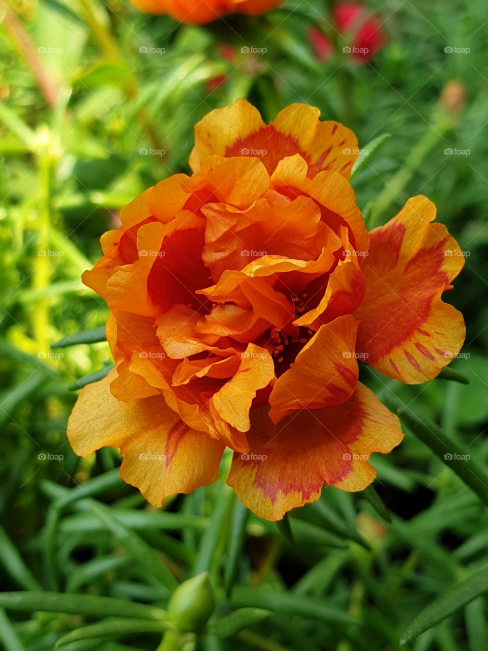 the portulaca grandiflora