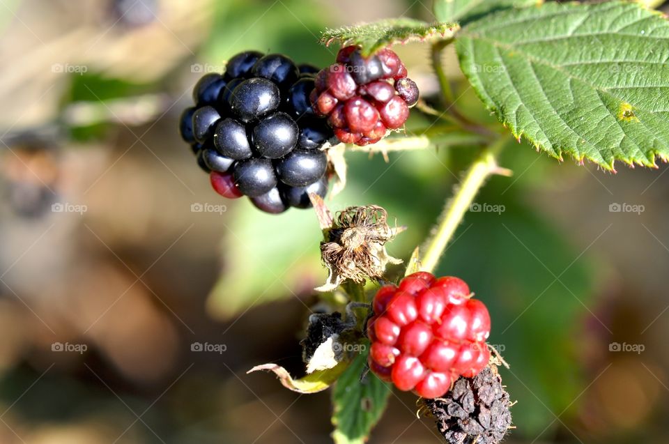 Blackberries. 