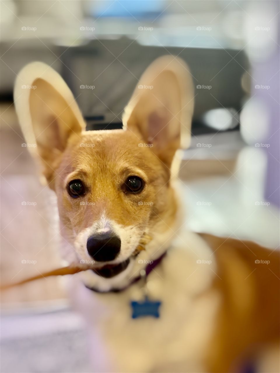 Foap Mission Furry Friends! Beautiful Head Shot of The Queens Favorite Breed “Corgis!”