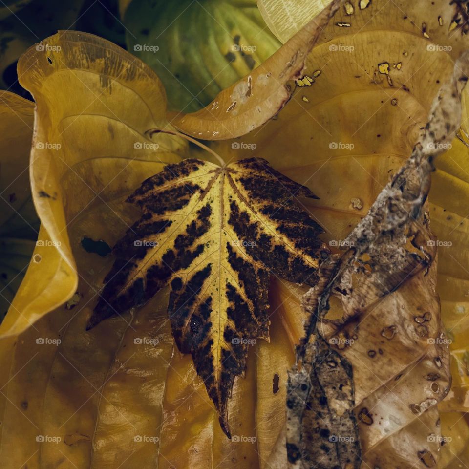 Maple leaf on yellowed hosta leaf...