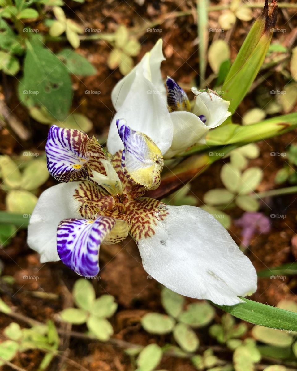 🌹 🇺🇸 Very beautiful flowers to brighten our day.  Live nature and its beauty. Did you like the delicate petals? / 🇧🇷 Flores muito bonitas para alegrar nosso dia. Viva a natureza e sua beleza. Gostaram das pétalas delicadas? 