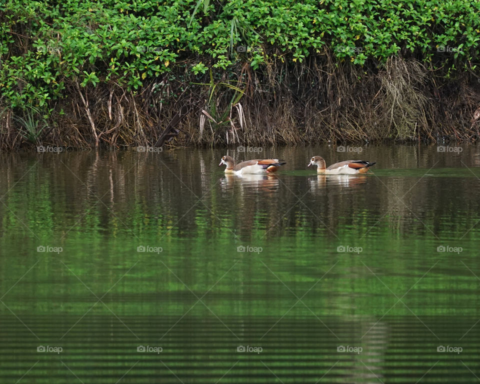 Egyptian Geese