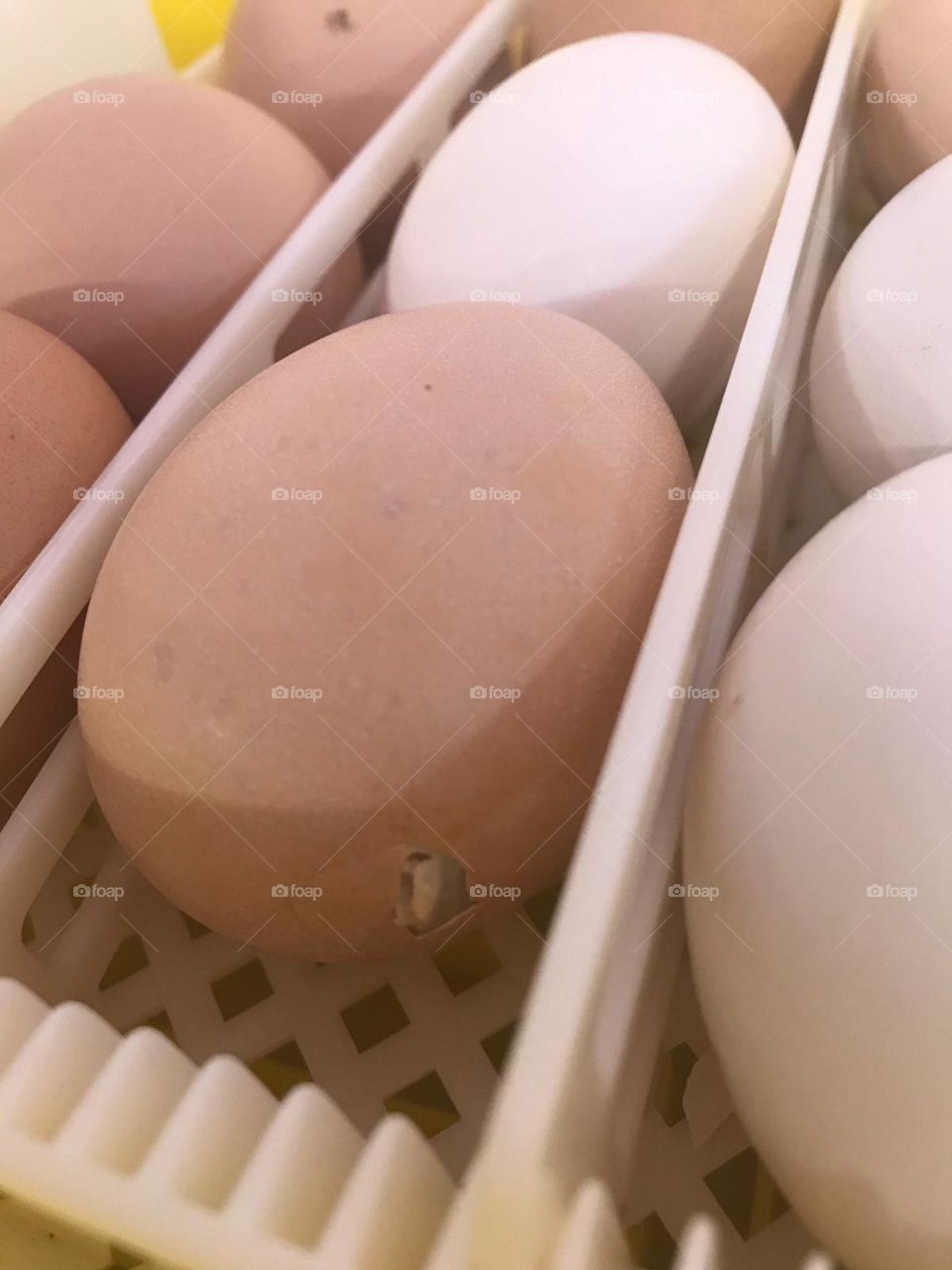 Eggs